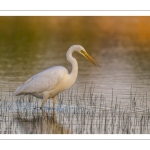 Grande Aigrette (Ardea alba - Great Egret)