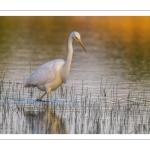 Grande Aigrette (Ardea alba - Great Egret)