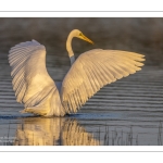 Grande Aigrette (Ardea alba - Great Egret)