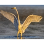Grande Aigrette (Ardea alba - Great Egret)