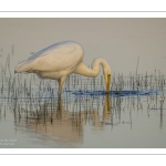 Grande Aigrette (Ardea alba - Great Egret)