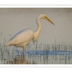 Grande Aigrette (Ardea alba - Great Egret)