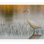 Grande Aigrette (Ardea alba - Great Egret)