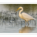 Grande Aigrette (Ardea alba - Great Egret)