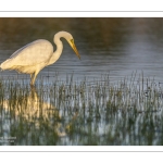Grande Aigrette (Ardea alba - Great Egret)