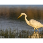 Grande Aigrette (Ardea alba - Great Egret)