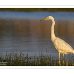 Grande Aigrette (Ardea alba - Great Egret)