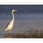 Grande Aigrette (Ardea alba - Great Egret)