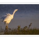 Grande Aigrette (Ardea alba - Great Egret)