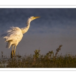 Grande Aigrette (Ardea alba - Great Egret)