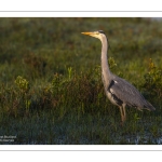 Héron cendré (Ardea cinerea - Grey Heron)