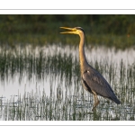 Héron cendré (Ardea cinerea - Grey Heron)