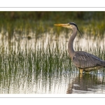 Héron cendré (Ardea cinerea - Grey Heron)