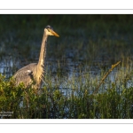 Héron cendré (Ardea cinerea - Grey Heron)