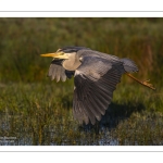 Héron cendré (Ardea cinerea - Grey Heron)