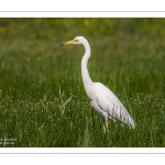 Grande Aigrette (Ardea alba, Great Egret)