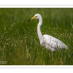 Grande Aigrette (Ardea alba, Great Egret)