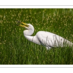 Grande Aigrette (Ardea alba, Great Egret)