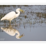 Grande Aigrette (Ardea alba) à la pêche