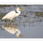 Grande Aigrette (Ardea alba) à la pêche