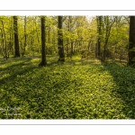 ail des ours (Allium ursinum)