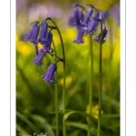 Jacinthe des bois ou Jacinthe sauvage (Hyacinthoides non-scripta) en forêt