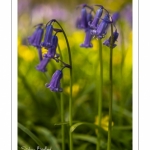 Jacinthe des bois ou Jacinthe sauvage (Hyacinthoides non-scripta) en forêt