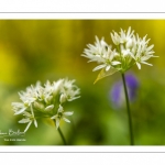 ail des ours (Allium ursinum)