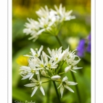 ail des ours (Allium ursinum)