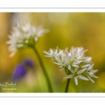 ail des ours (Allium ursinum)