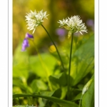 ail des ours (Allium ursinum)