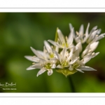 ail des ours (Allium ursinum)