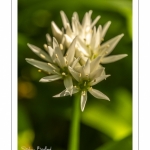 ail des ours (Allium ursinum)