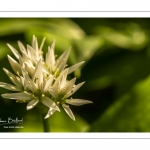 ail des ours (Allium ursinum)