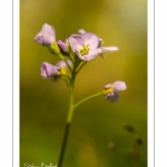 Cardamine des prés ou Cresson des prés (Cardamine pratensis)