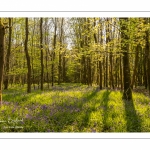 Jacinthe des bois ou Jacinthe sauvage (Hyacinthoides non-scripta) en forêt