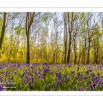 Jacinthe des bois ou Jacinthe sauvage (Hyacinthoides non-scripta) en forêt