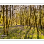 Jacinthe des bois ou Jacinthe sauvage (Hyacinthoides non-scripta) en forêt