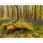 Jacinthe des bois ou Jacinthe sauvage (Hyacinthoides non-scripta) en forêt