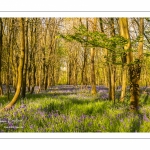 Jacinthe des bois ou Jacinthe sauvage (Hyacinthoides non-scripta) en forêt