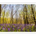 Jacinthe des bois ou Jacinthe sauvage (Hyacinthoides non-scripta) en forêt