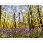 Jacinthe des bois ou Jacinthe sauvage (Hyacinthoides non-scripta) en forêt