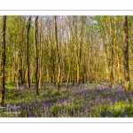 Jacinthe des bois ou Jacinthe sauvage (Hyacinthoides non-scripta) en forêt