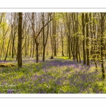 Jacinthe des bois ou Jacinthe sauvage (Hyacinthoides non-scripta) en forêt