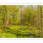 Jacinthe des bois ou Jacinthe sauvage (Hyacinthoides non-scripta) en forêt