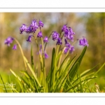 Jacinthe des bois ou Jacinthe sauvage (Hyacinthoides non-scripta) en forêt