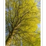 Hêtre centenaire en forêt de Crécy