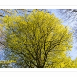 Hêtre centenaire en forêt de Crécy