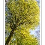 Hêtre centenaire en forêt de Crécy