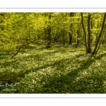 ail des ours (Allium ursinum)